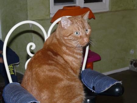 Chez Bubu et sandy, la nuit, les chats ne sont pas gris...